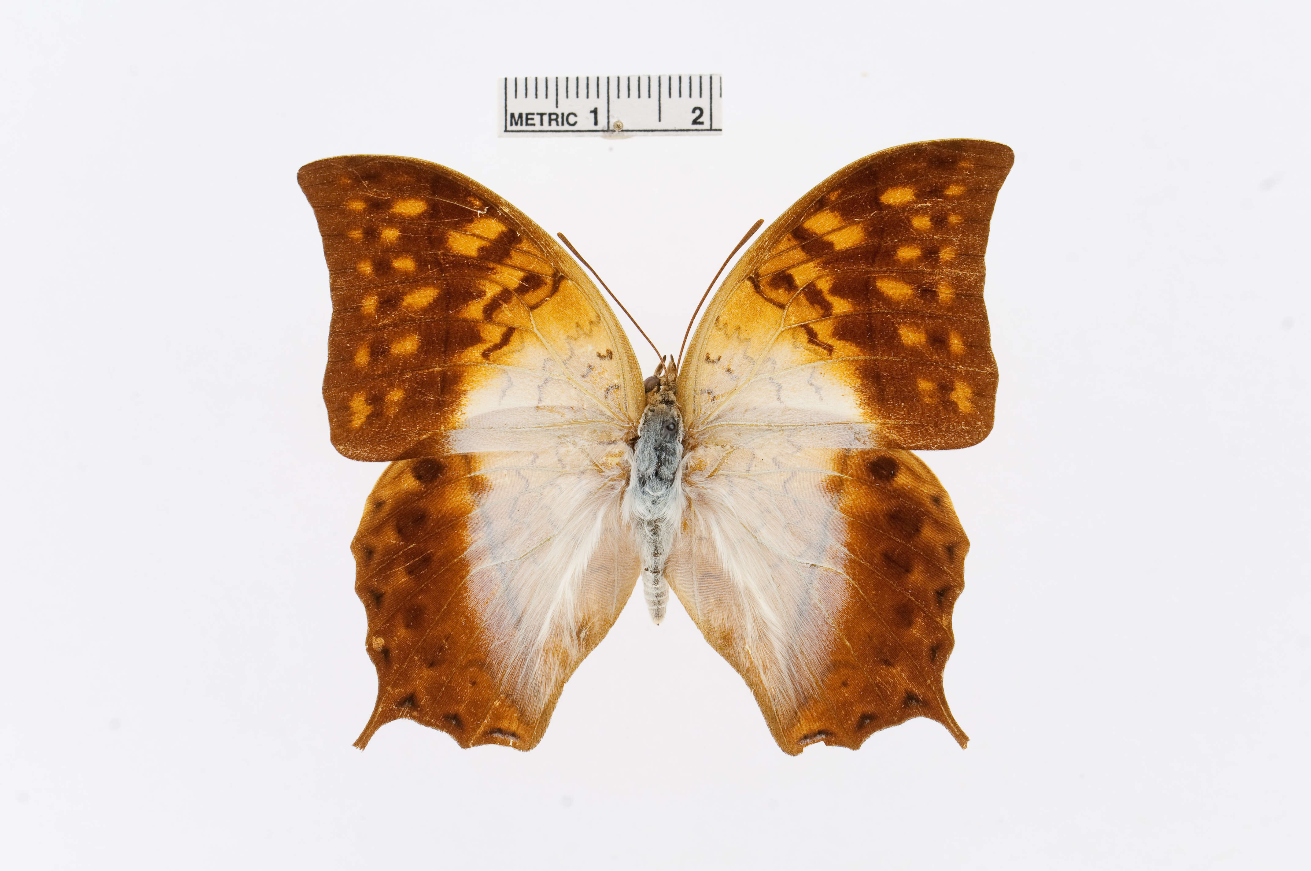 Charaxes varanes Cramer 1764的圖片