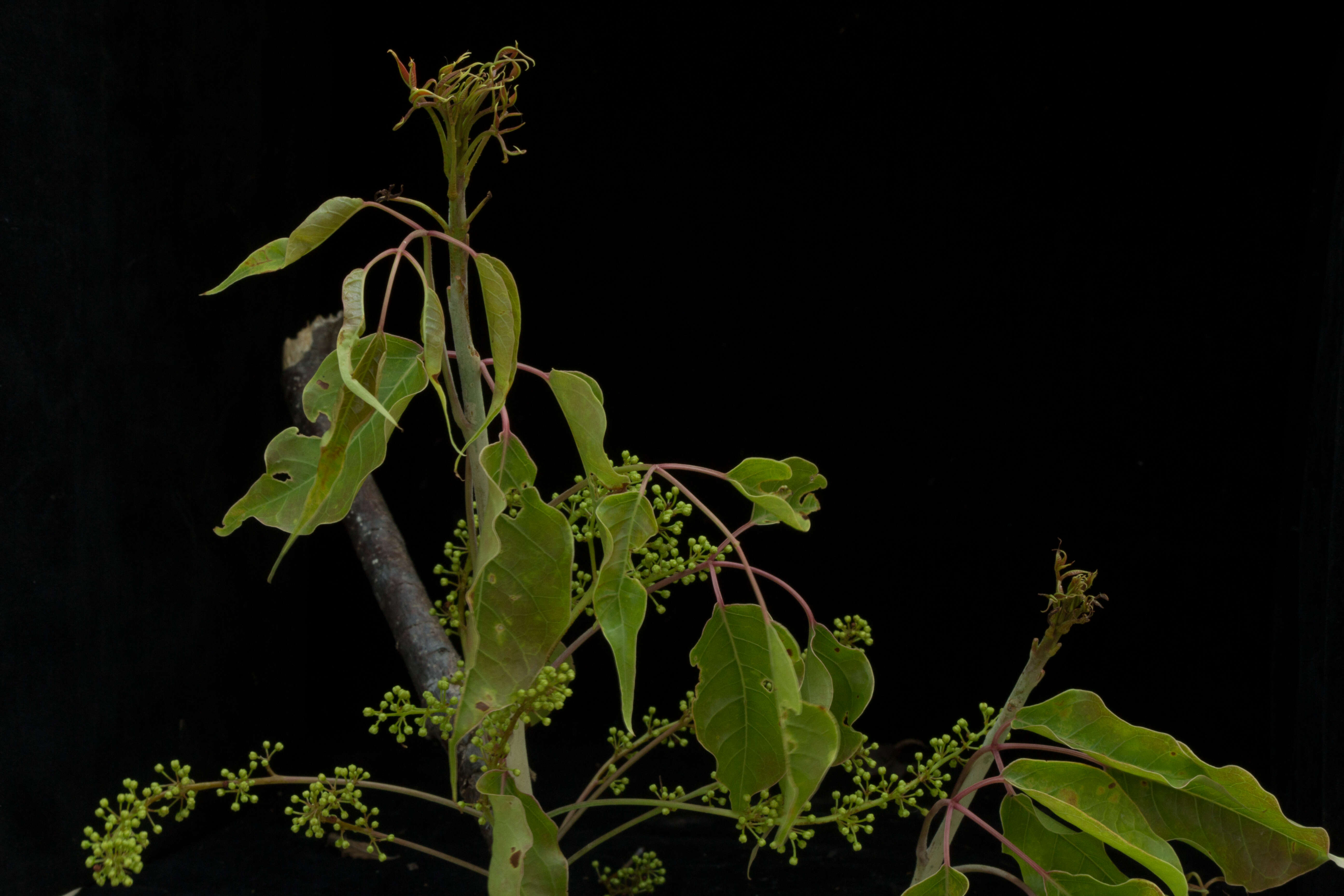 Plancia ëd Bursera ovalifolia (Schltdl.) Engl.