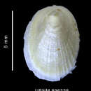 Image of Iothia emarginuloides (Philippi 1868)