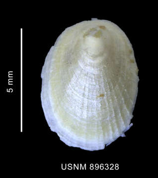 Image of Iothia emarginuloides (Philippi 1868)