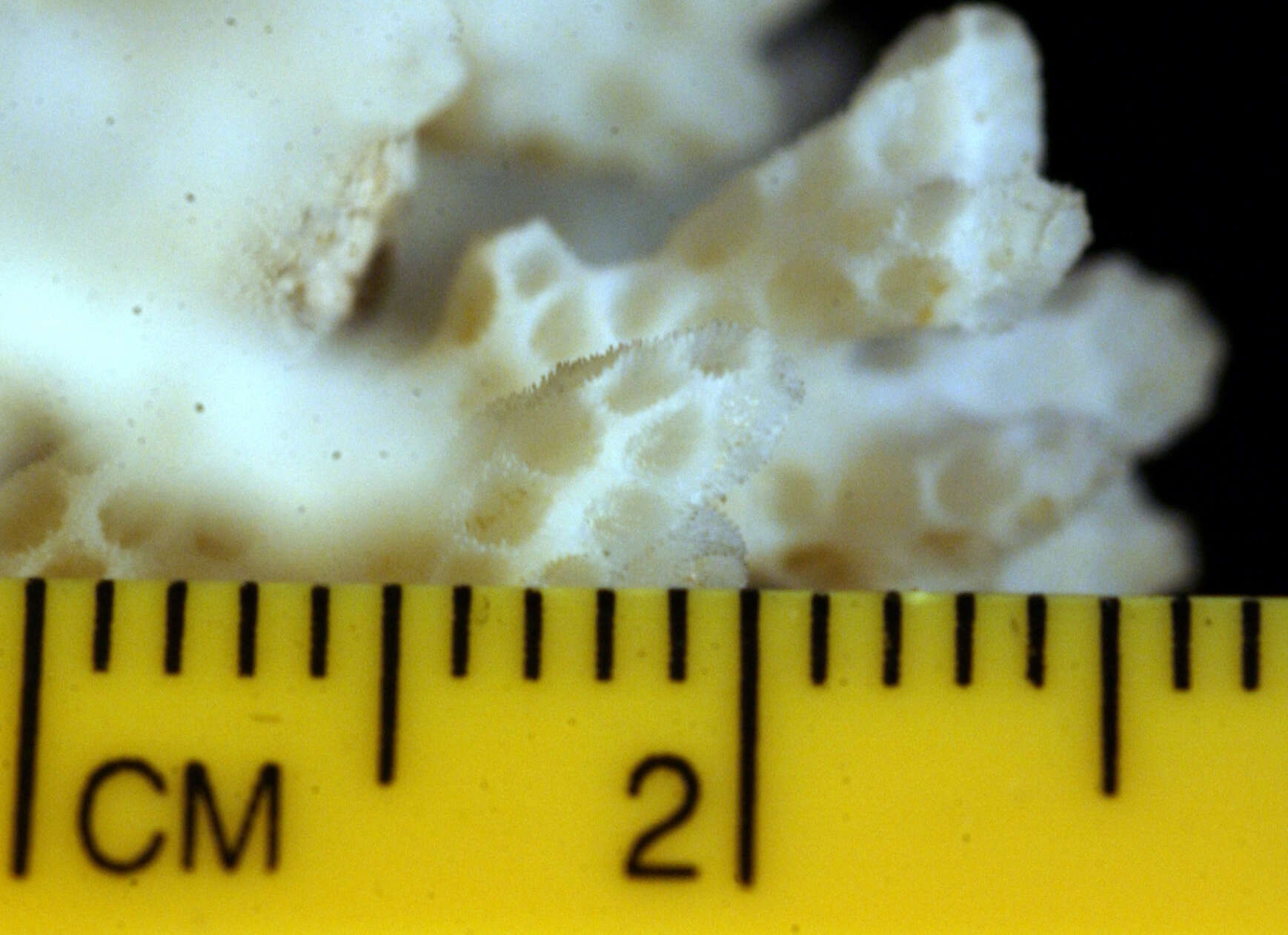 Image of Cauliflower Coral