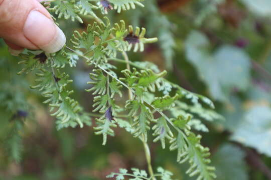 Слика од Lygodium japonicum (Thunb.) Sw.