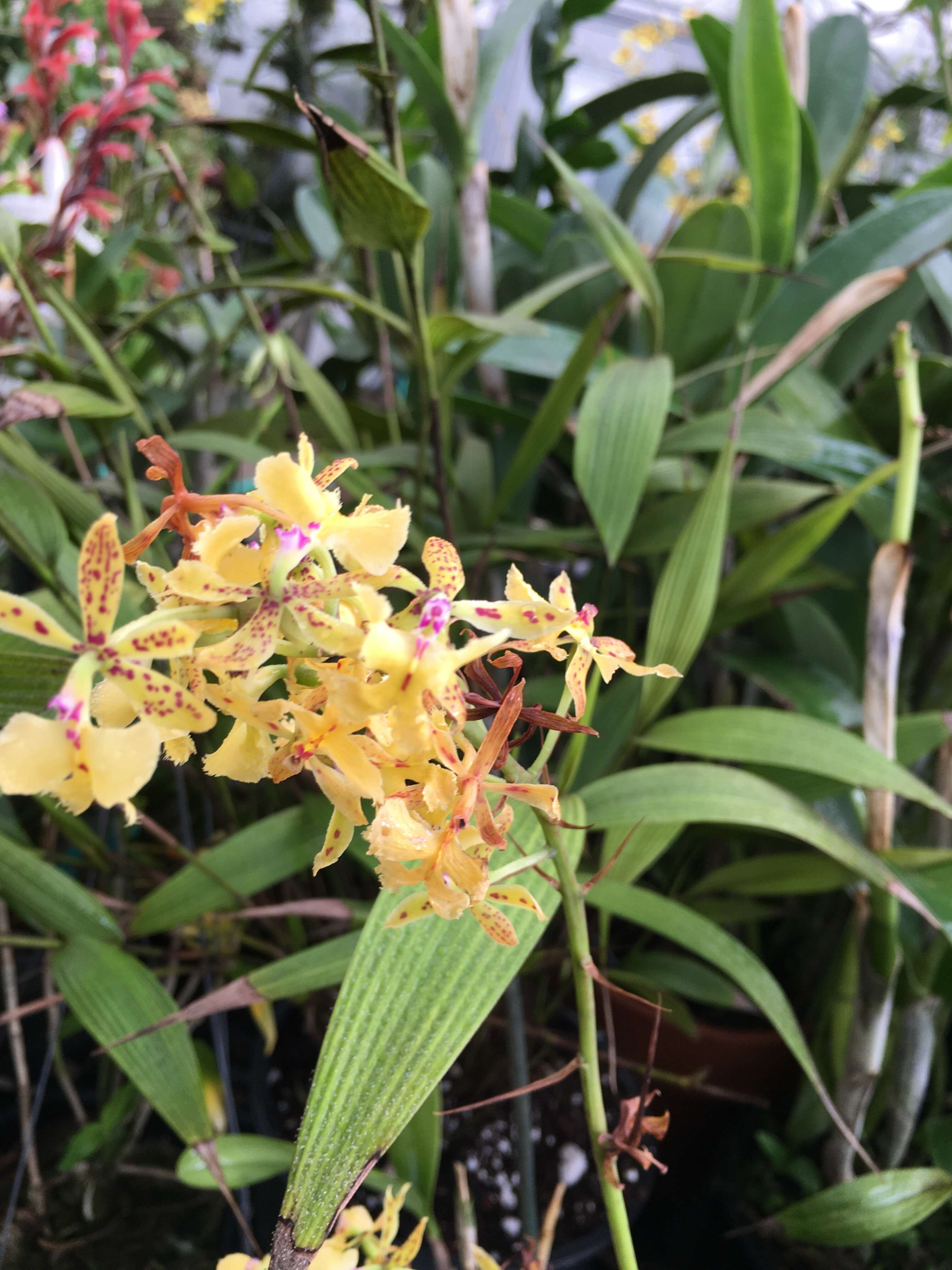 Image of Mr. Stamford’s Epidendrum