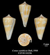 Imagem de Conus xanthicus Dall 1910