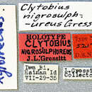 Image of Xylotrechus nigrosulphureus Gressitt 1940