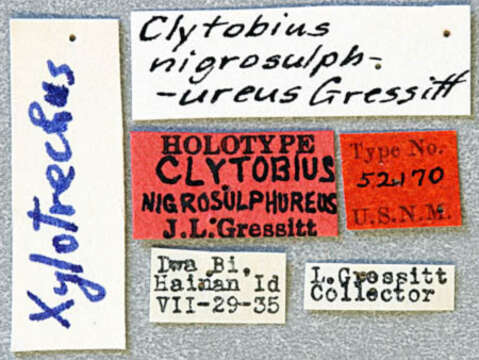 Image of Xylotrechus nigrosulphureus Gressitt 1940