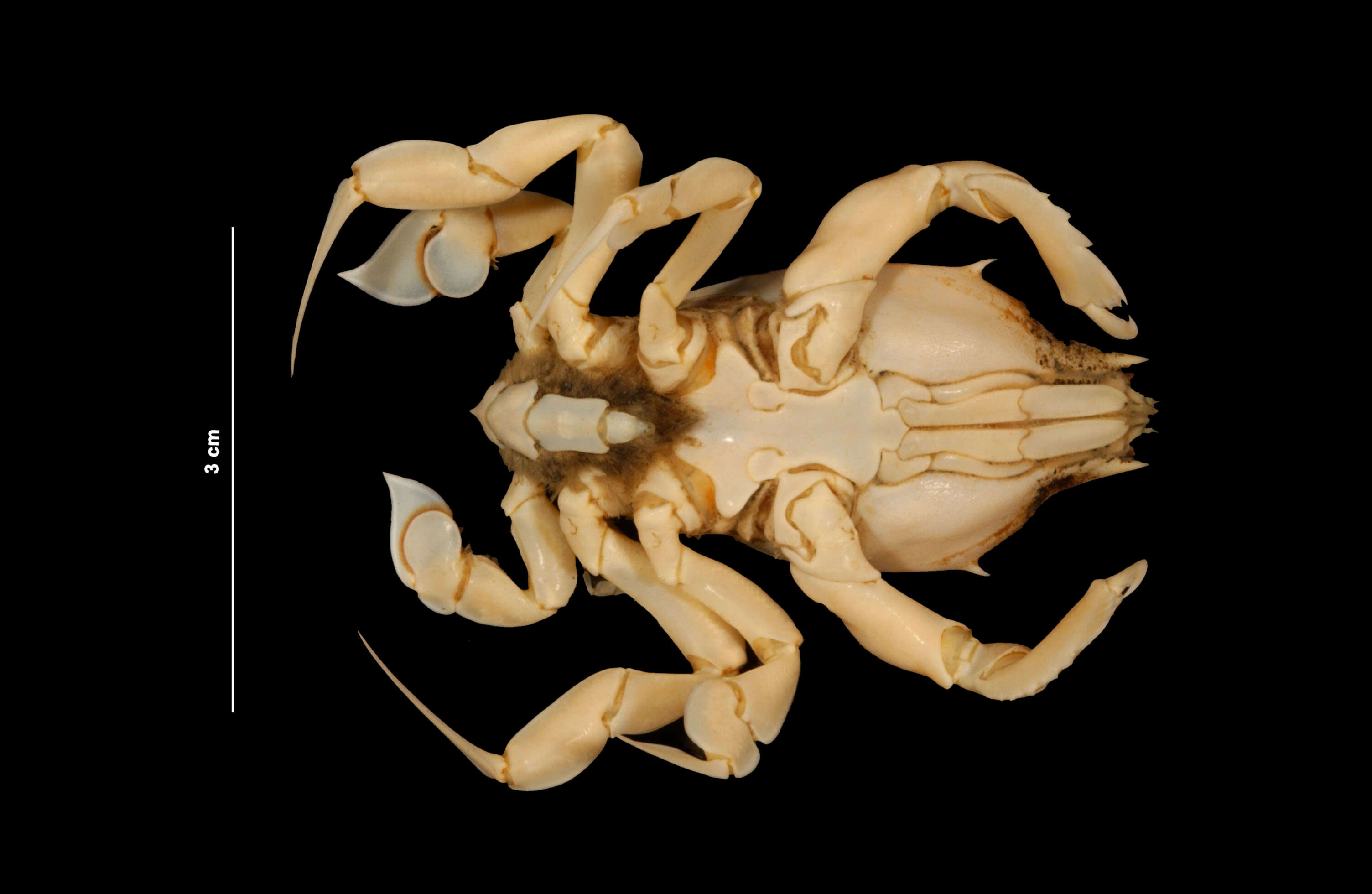 Image of longleg frog crab