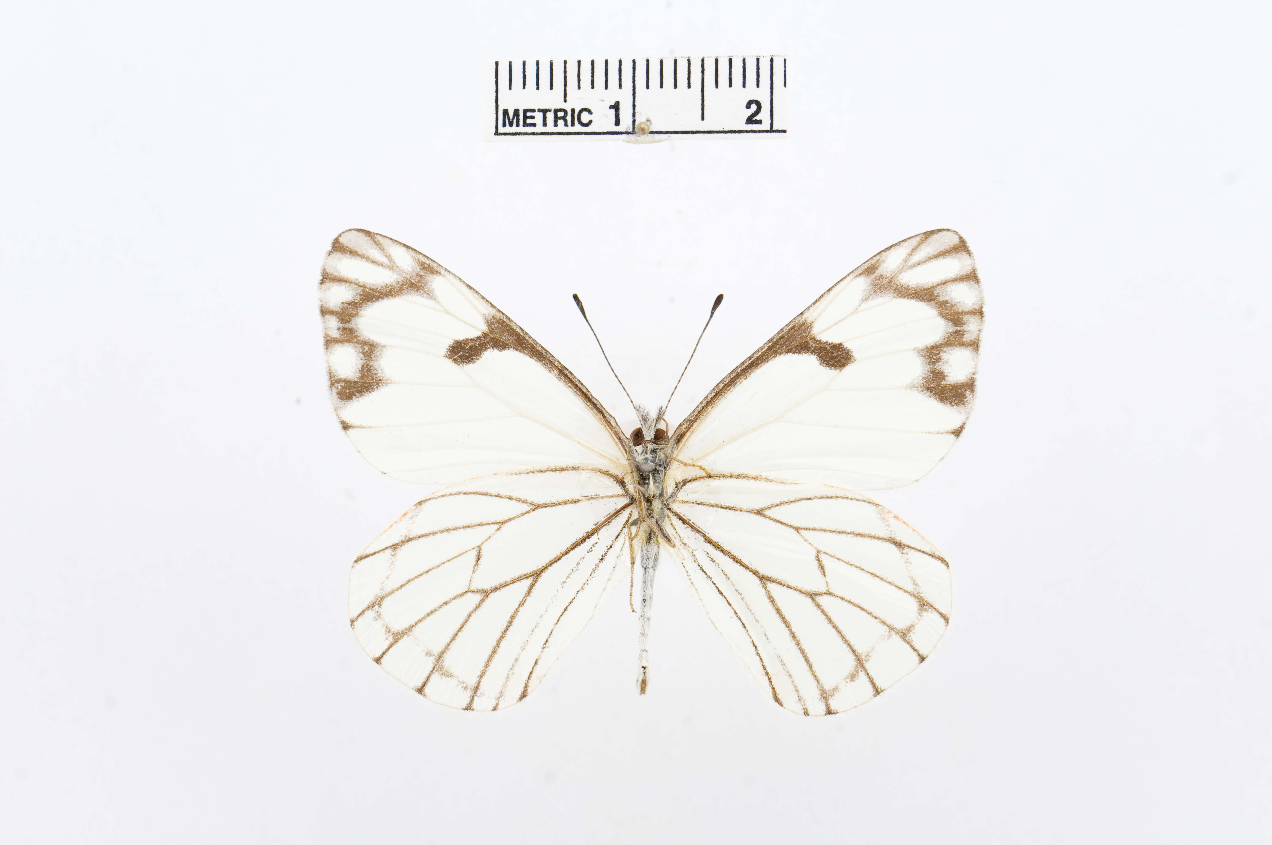 Image of Pine White