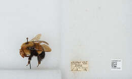 Слика од Bombus affinis Cresson 1864