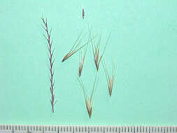 Image of Festuca Tourn. ex L.