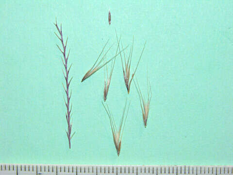 Image of Festuca Tourn. ex L.