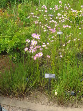 Image of Plymouth Rose-Gentian