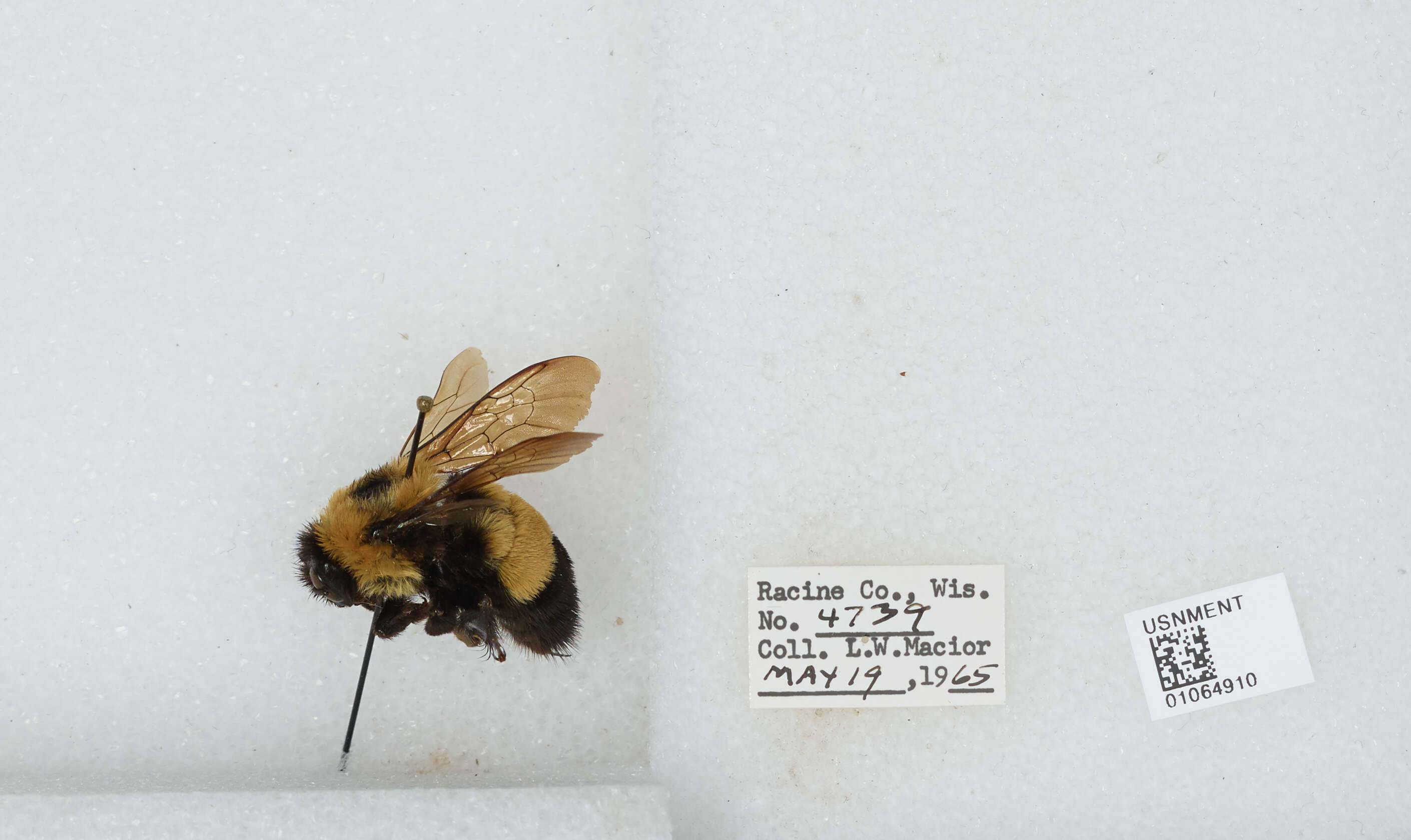 Слика од Bombus affinis Cresson 1864