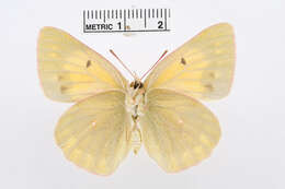 Plancia ëd Colias arida Alphéraky 1889