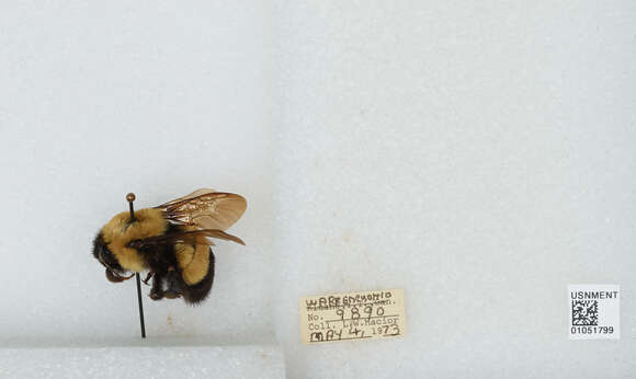 Слика од Bombus affinis Cresson 1864