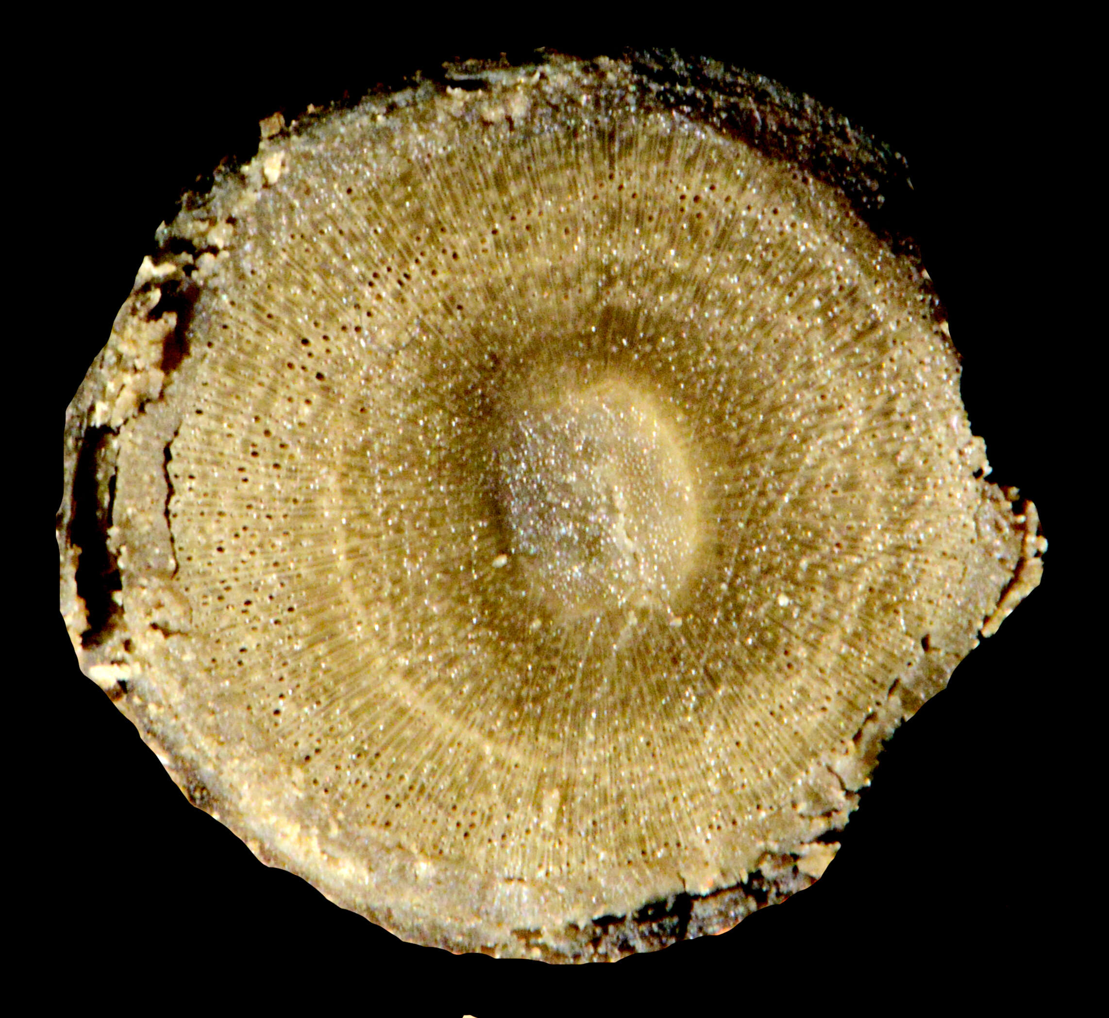 Image of Aegiphila candelabrum Briq.
