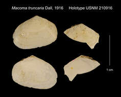 Image of Psammacoma Dall 1900