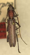 Image of Aneflomorpha semirufa Linsley 1935