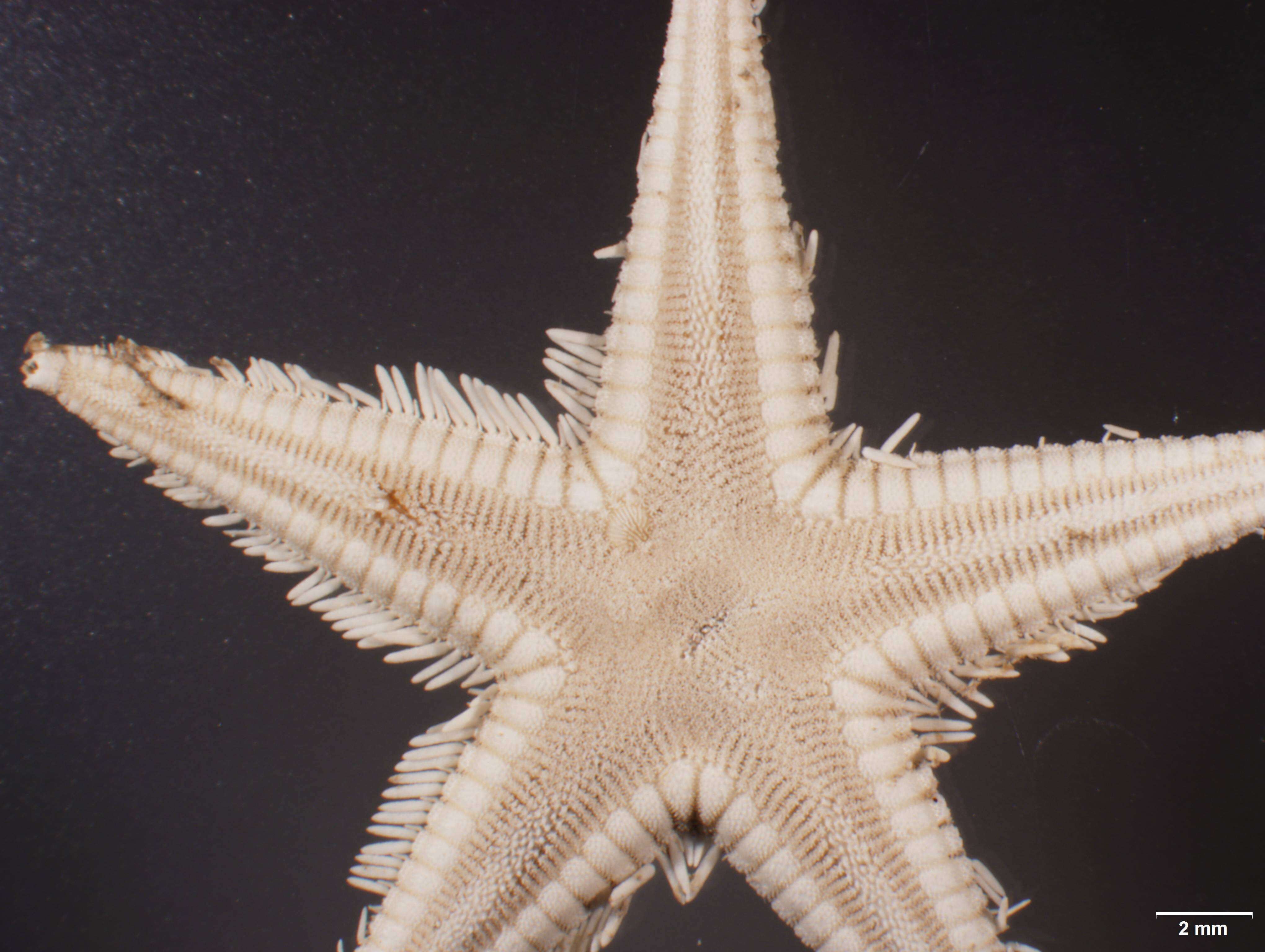 Image of Astropecten marginatus Gray 1840