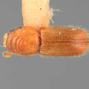 Image of Pityophthorus burserae Wood 1976