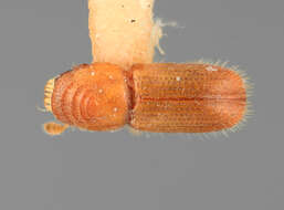 Image of Pityophthorus burserae Wood 1976