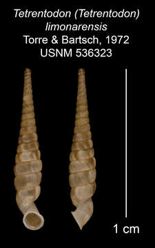 Image of Tetrentodon limonarensis C. de la Torre & Bartsch 1972