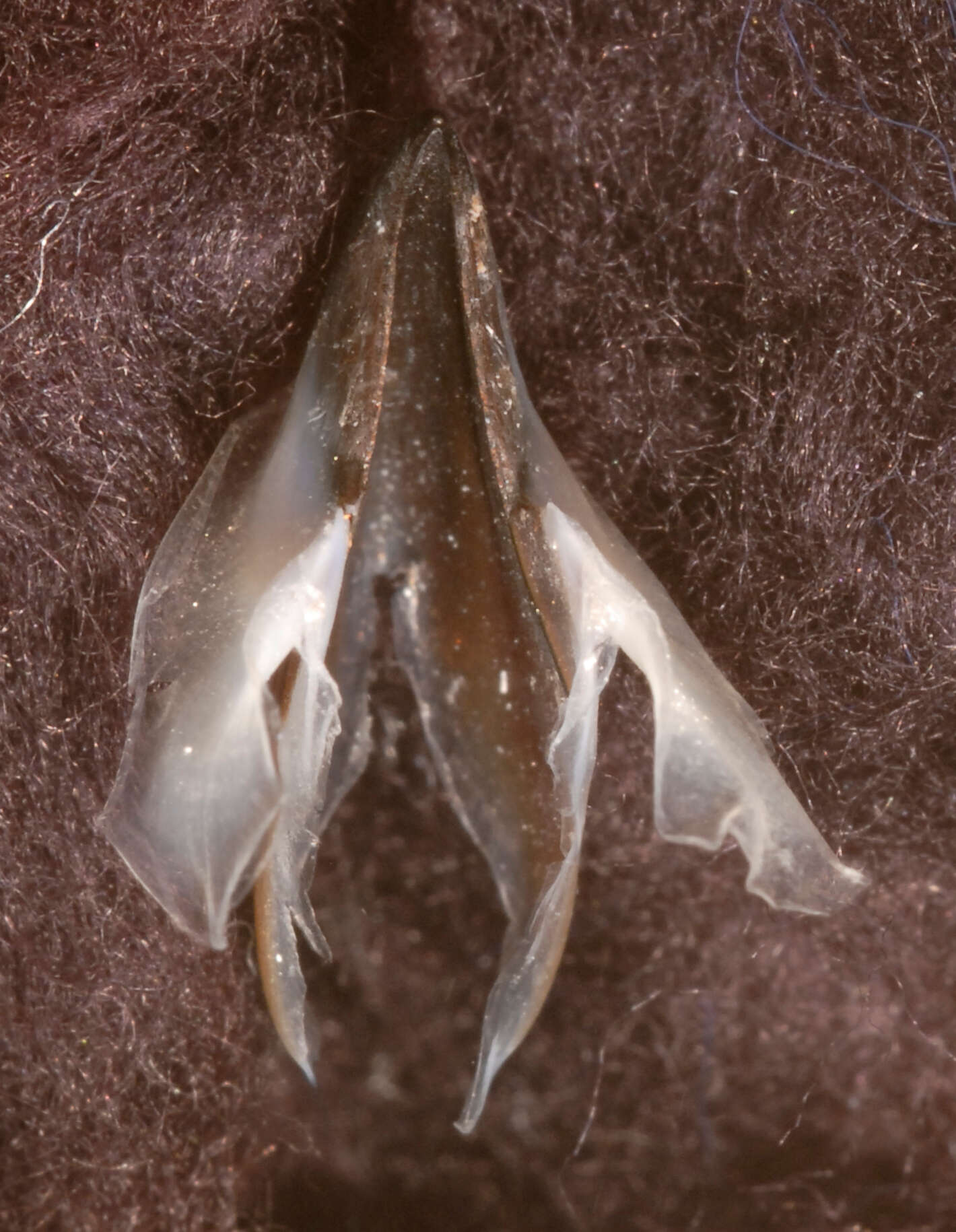 Image of Coffee bean scaled squid