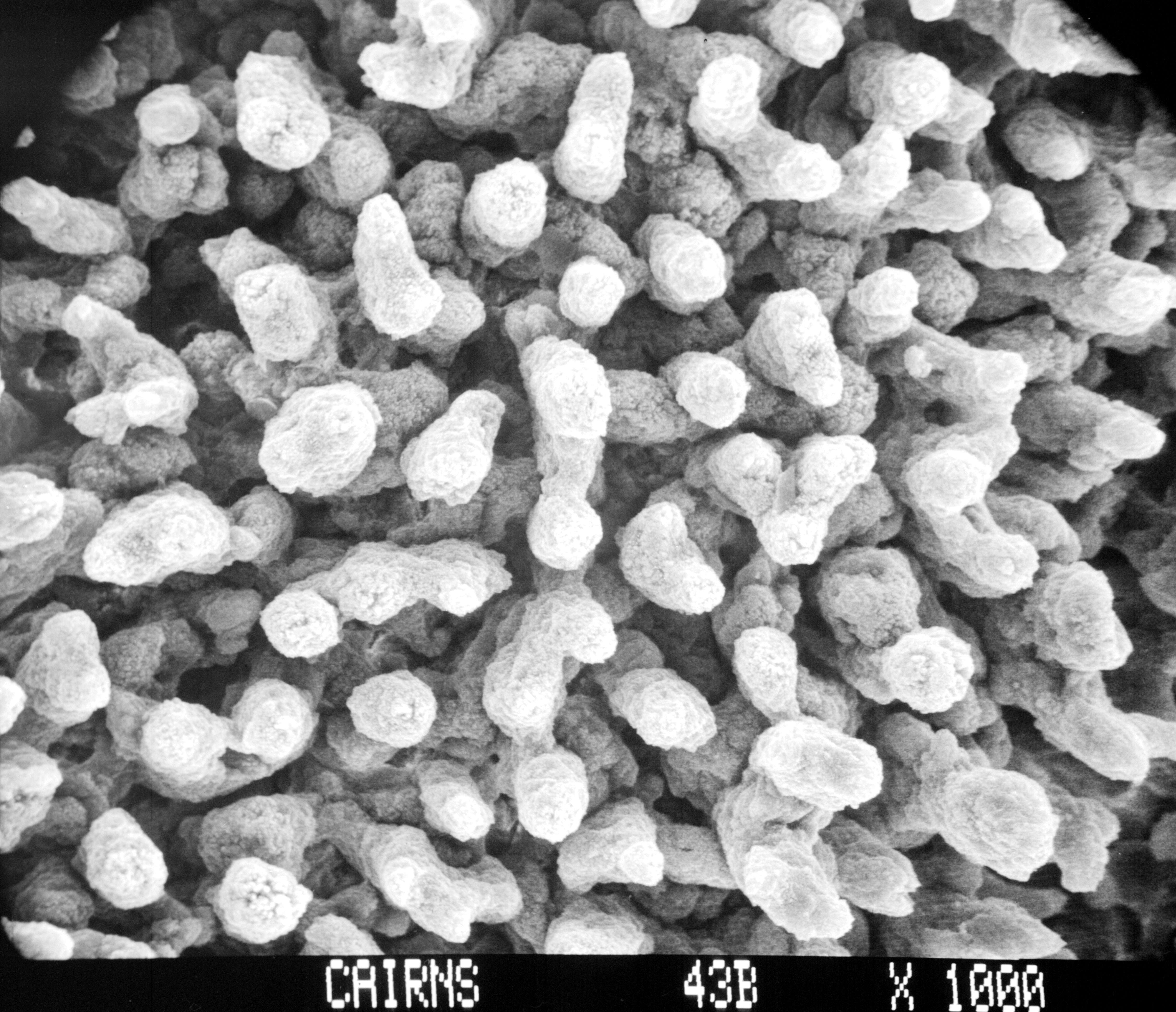 Image of Lepidopora acrolophos Cairns 1983