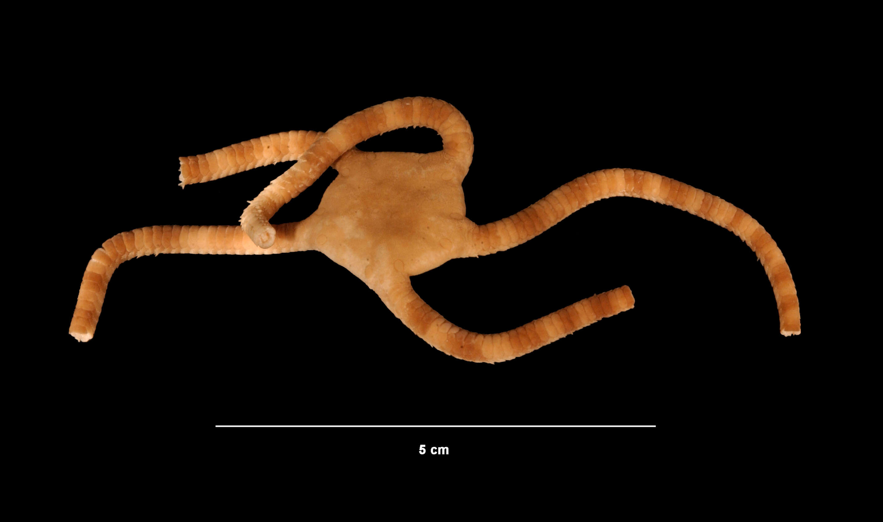 Image of Ophioderma rubicundum Lütken 1856