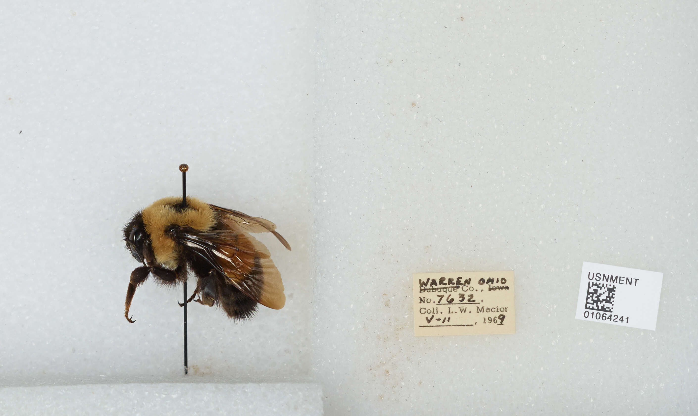 Слика од Bombus affinis Cresson 1864