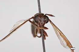 Image of Polybiomyia lyncharribalzagai Shannon 1927