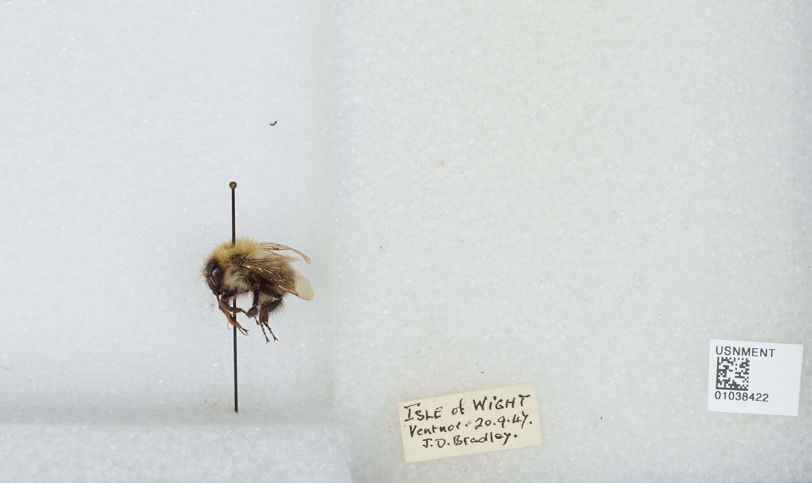 Image of Common carder bumblebee