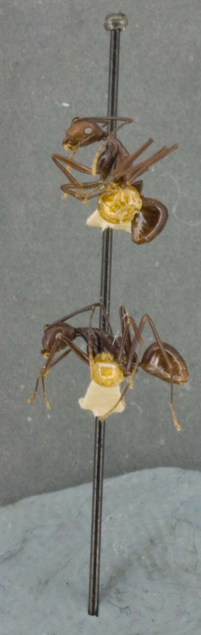 Image of Dendromyrmex apicalis filiae Mann 1943