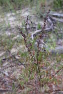 Image of Cluster-Spike Indigo-Bush