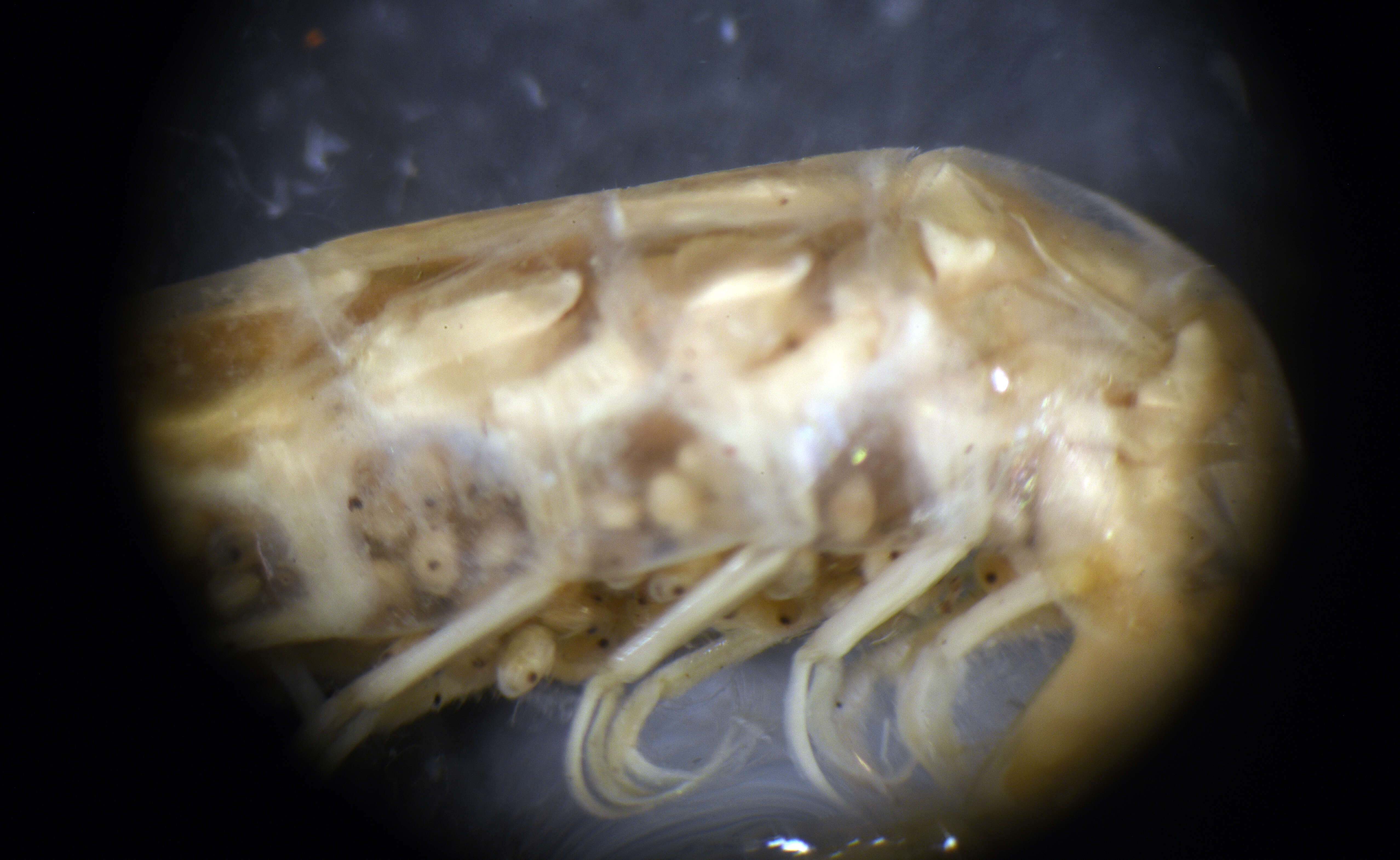 Image of estuarine long-eyed shrimp