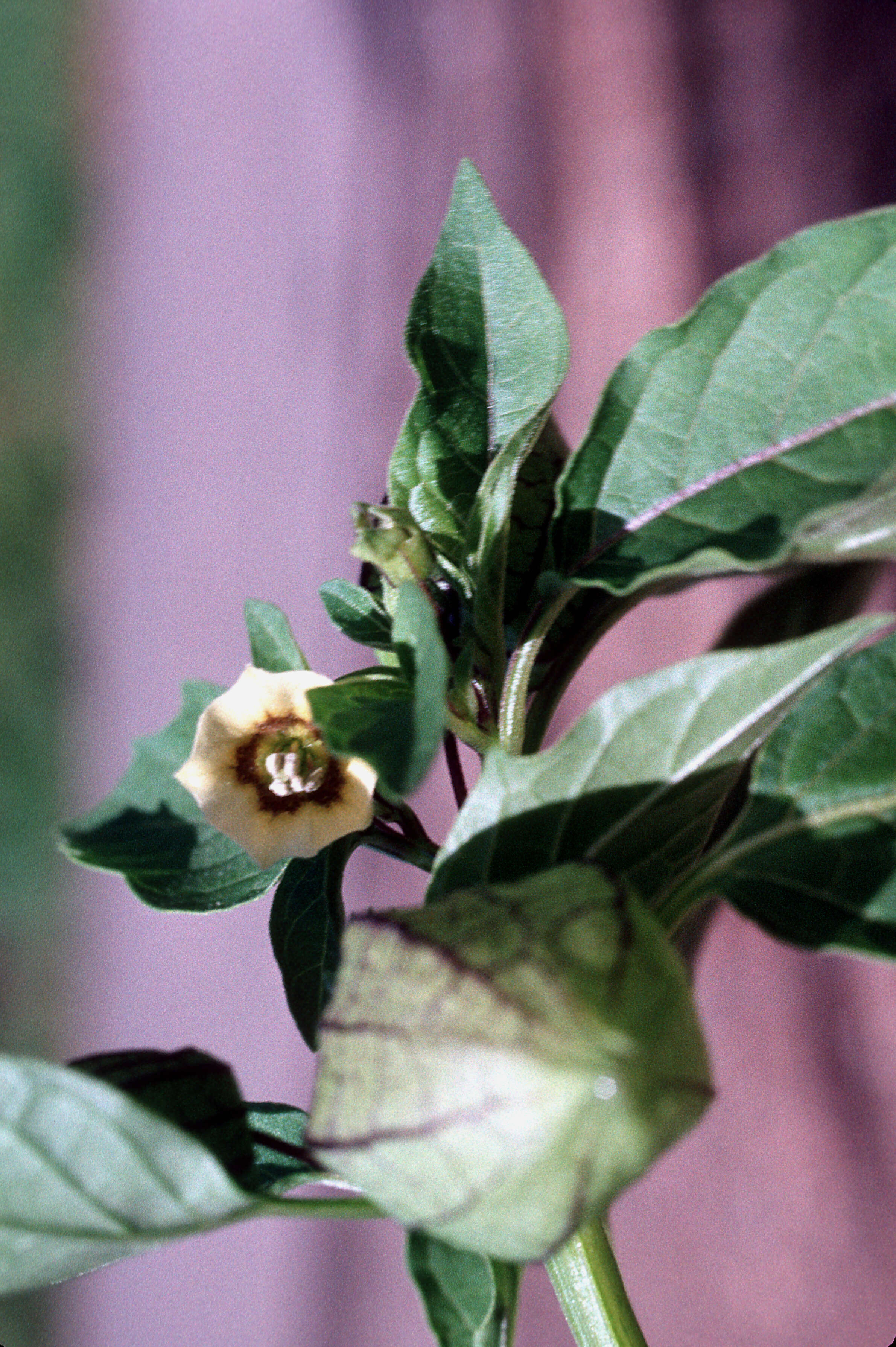 Image of cutleaf groundcherry