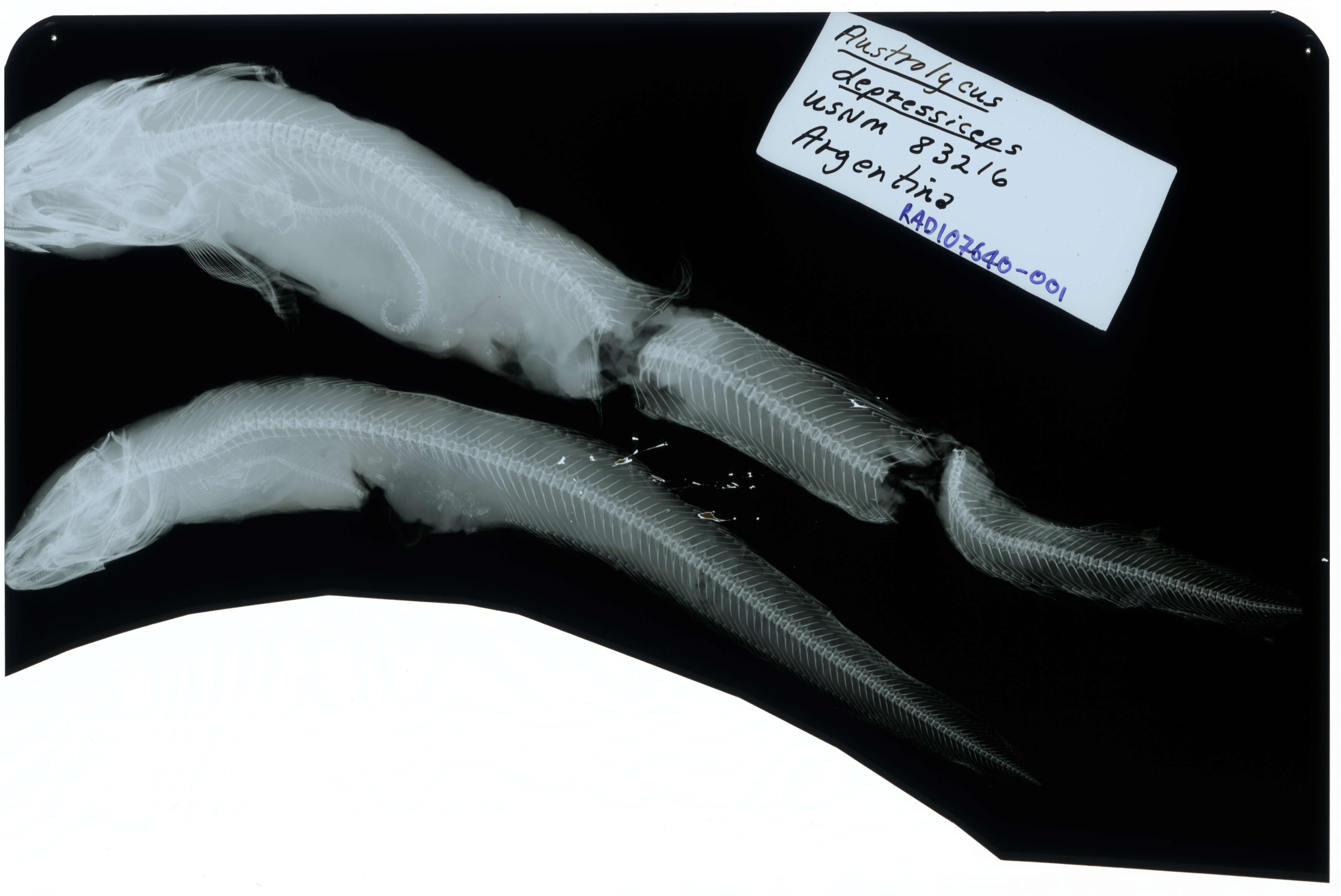 Image of Austrolycus