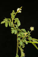 Image of Zapoteca formosa subsp. rosei (Wiggins) H. M. Hern.