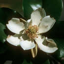 Image of Puerto Rico magnolia