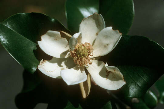 Image of Puerto Rico Magnolia