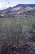 Image of bluebunch wheatgrass