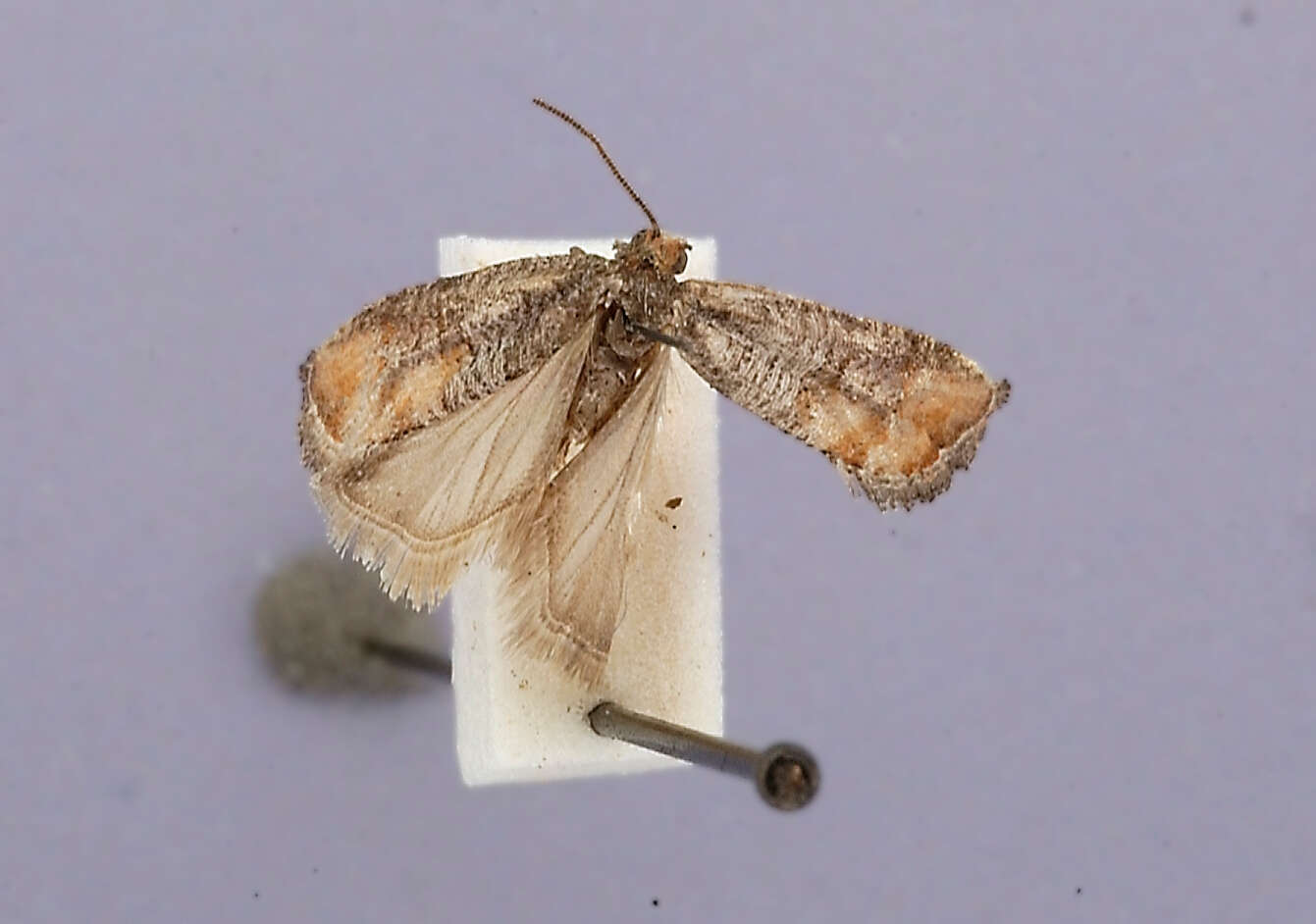 Image of Adana Tip Moth