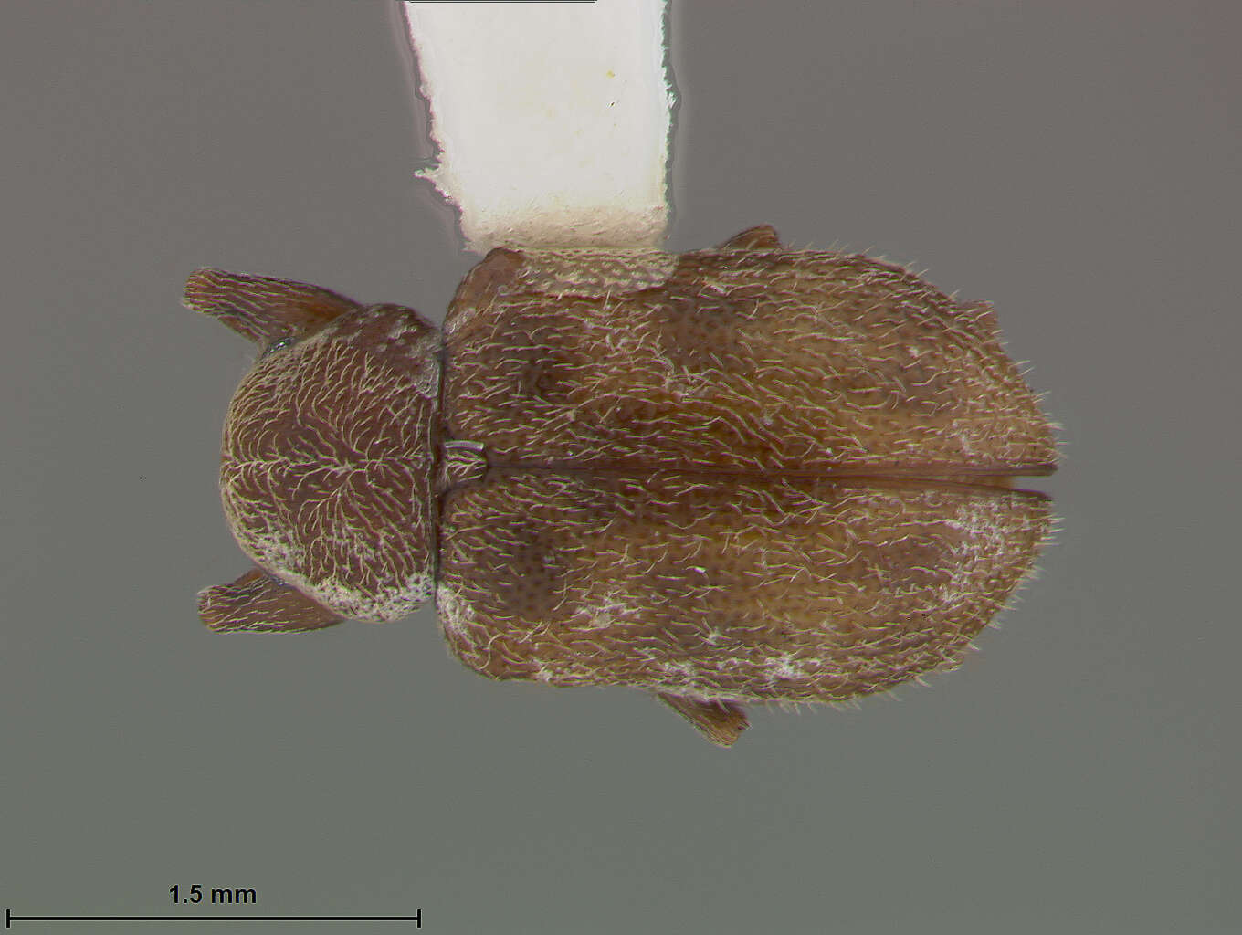 Image of Xanthonia decemnotata (Say 1824)