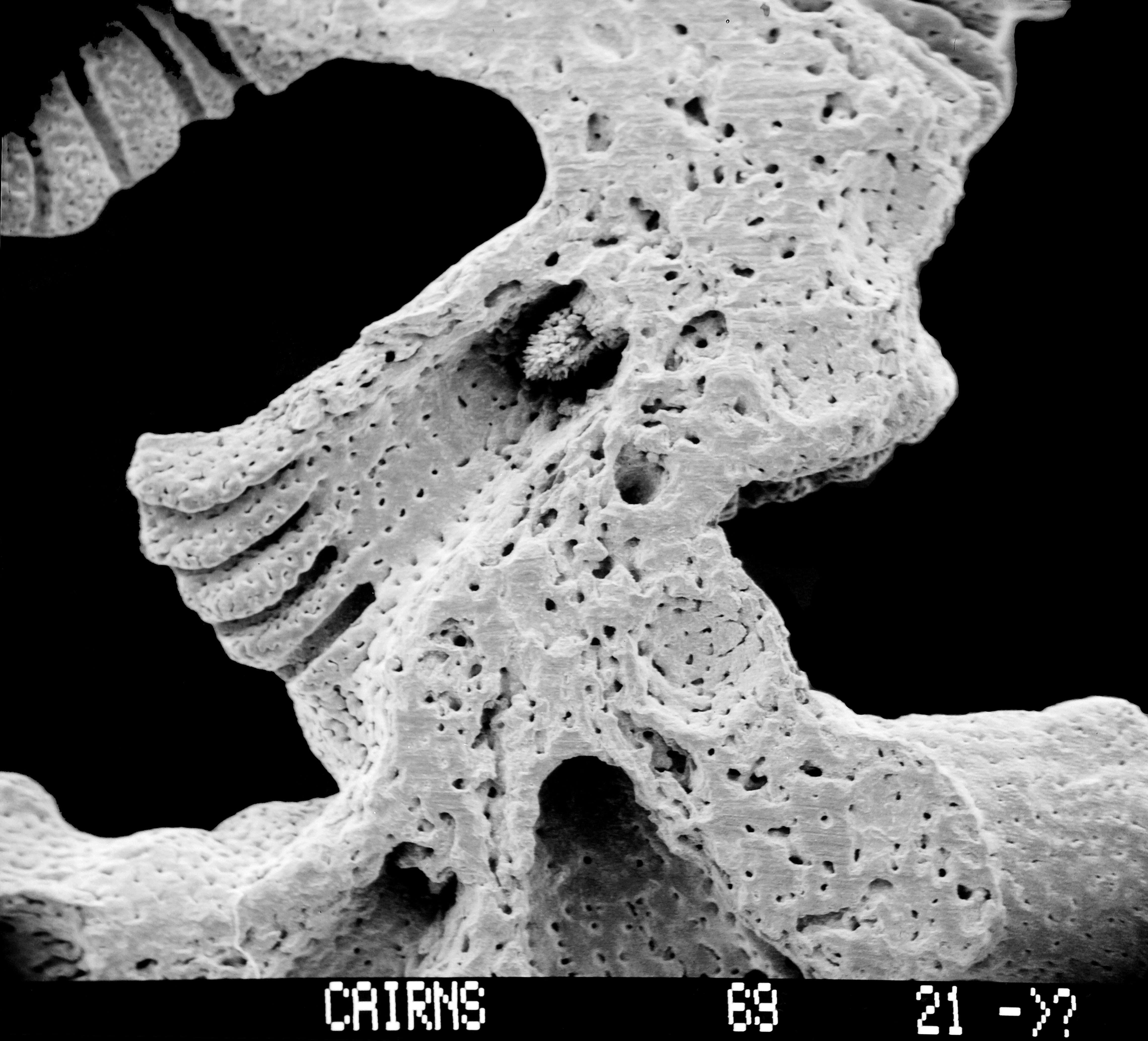 Image of Stylaster densicaulis Moseley 1879