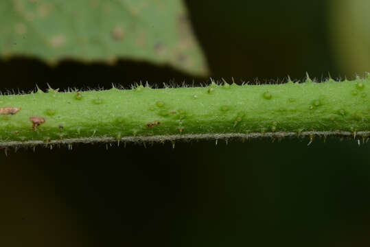 Image of Hibiscus uncinellus