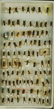 Image of <i>Ancistrocerus <i>catskill</i></i> catskill