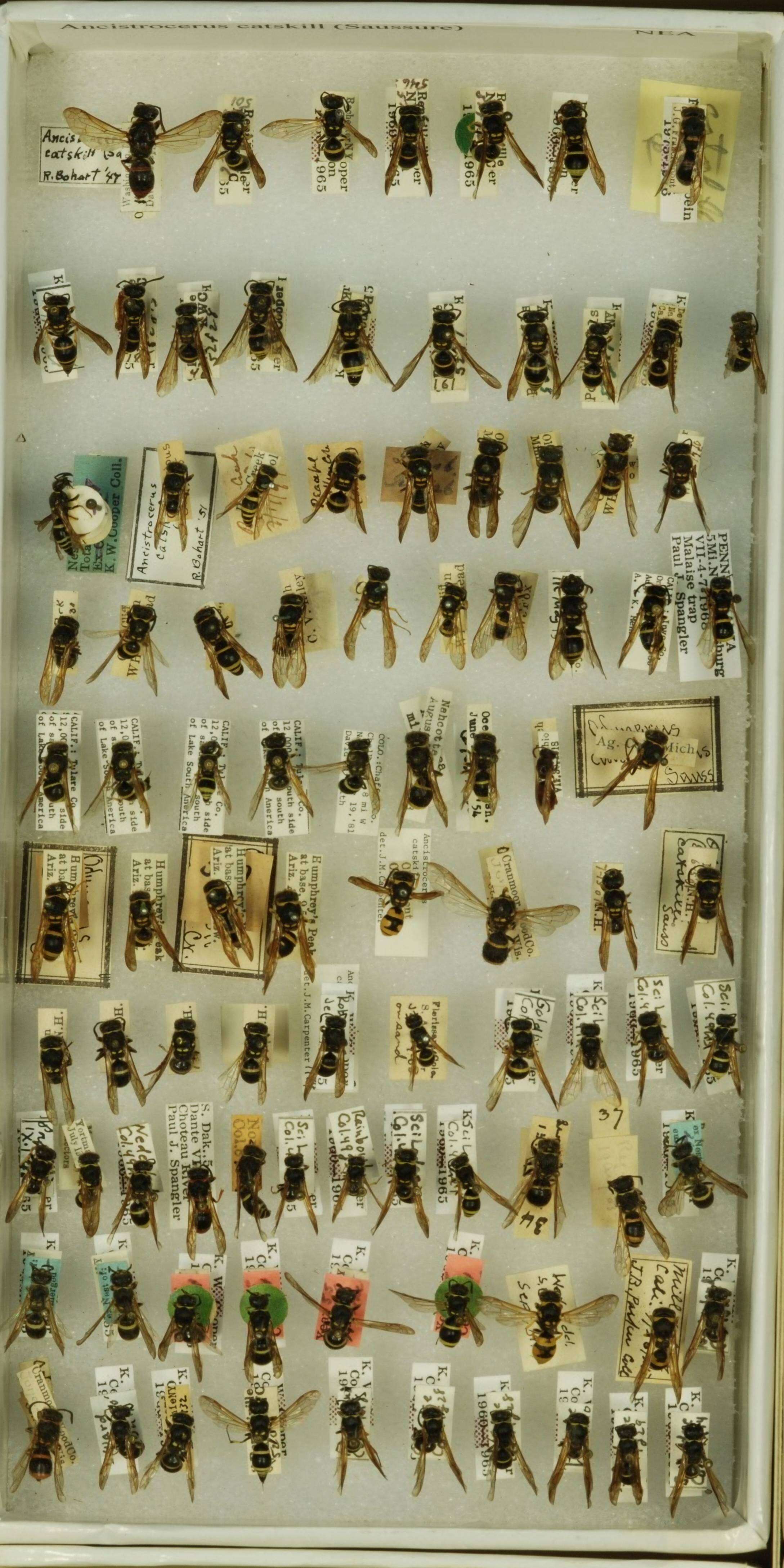 Image of <i>Ancistrocerus <i>catskill</i></i> catskill