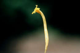 Image of Leafless Ghostplant