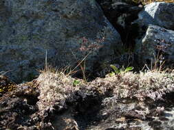 Image of northern bentgrass