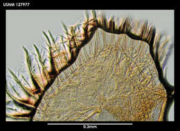 Image of Philomedes subantarcticus Kornicker 1975